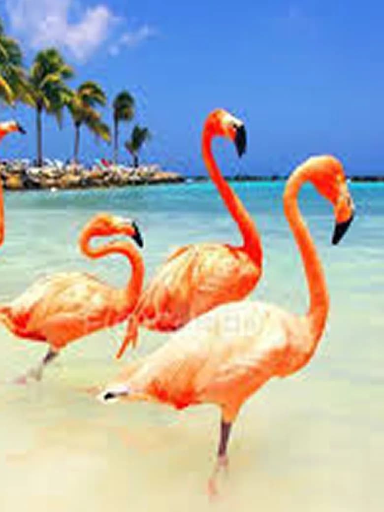 Aruba